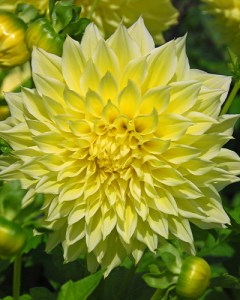 Dahlia Kelvin Floodlight2